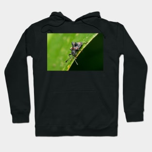 Unique and organic photo of a fungus beetle with a mite on its back Hoodie